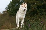 SIBERIAN HUSKY 831